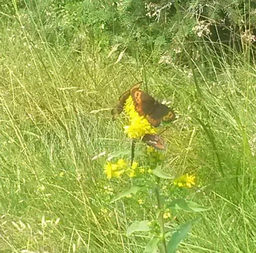 Apartma Natura Kope דירה